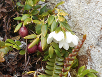 almond flower